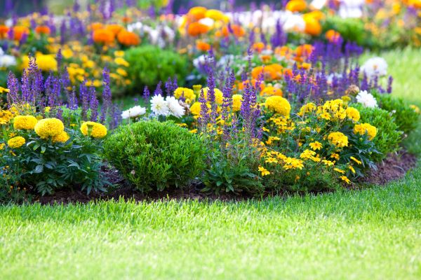 Flower Bed Maintenance in Richardson