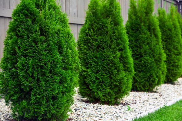 Arborvitae Planting in Richardson