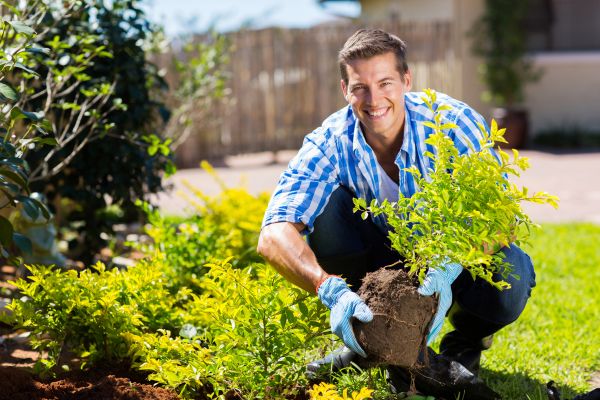 Bush Planting Service in Richardson