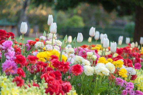 Gardening Service in Richardson
