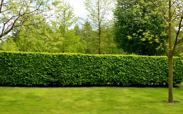 Hedge Planting in Richardson