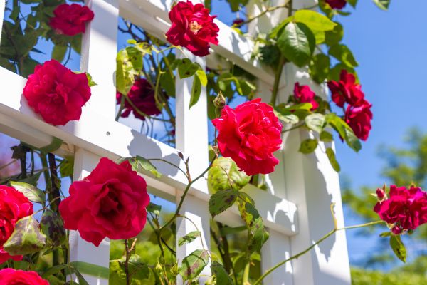 Home Gardening Service in Richardson