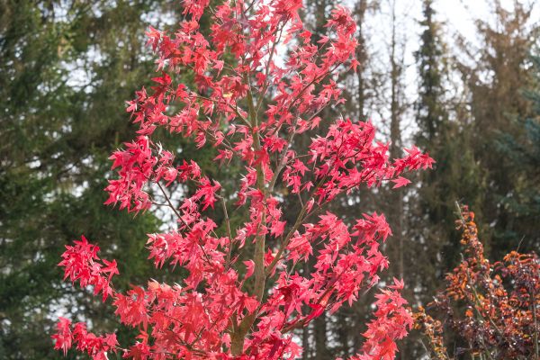 Japanese Maple Planting in Richardson