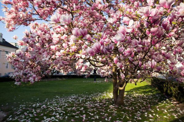 Magnolia Tree Planting in Richardson