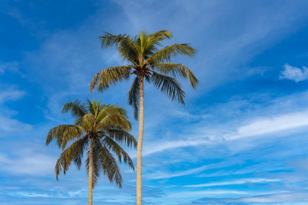 Palm Tree Planting in Richardson