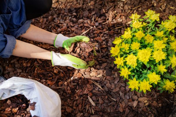 Pine Bark Delivery in Richardson