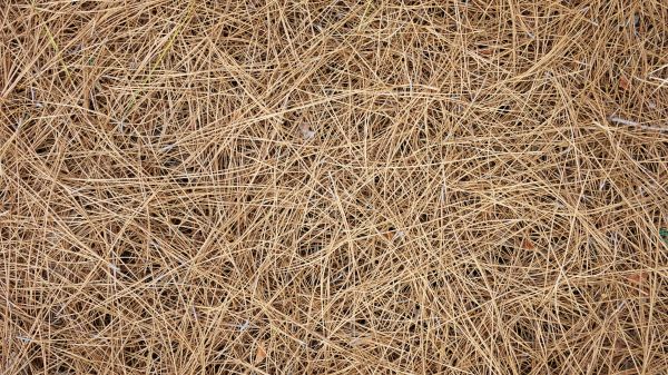Pine Needles Delivery in Richardson