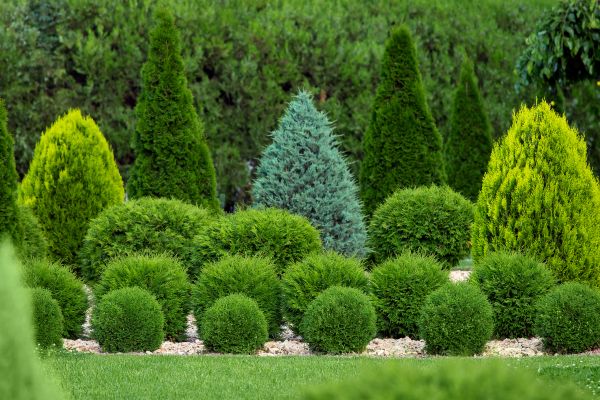 Shrub Replacement in Richardson