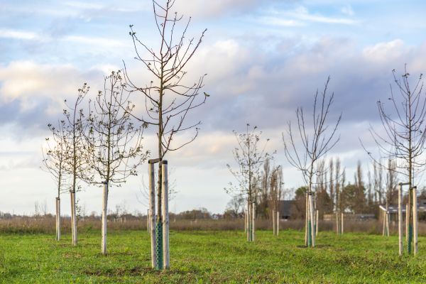 Tree Installation Service in Richardson