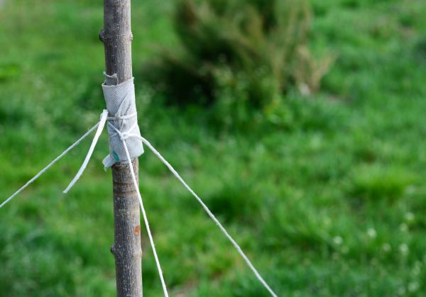 Tree Staking Service in Richardson