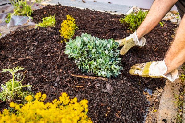 Weeding And Mulching in Richardson