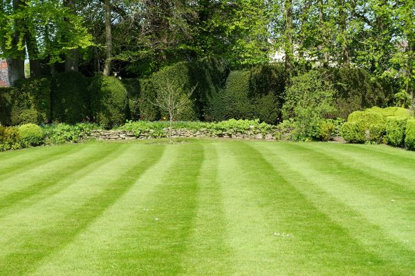 Lawn Renovation in Richardson