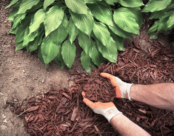Shredded Mulch Service in Richardson