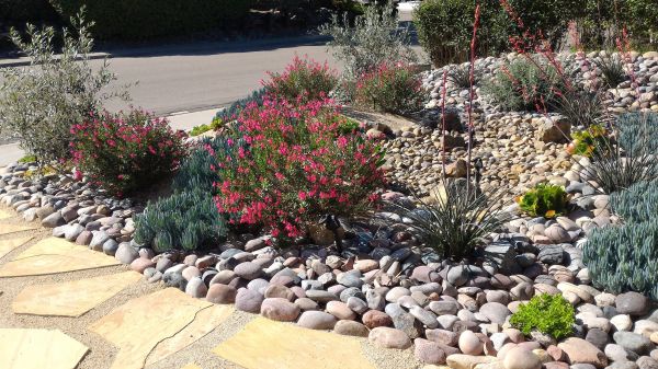 Xeriscape Landscaping in Richardson