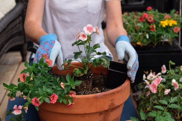 Plant Care Service in Richardson