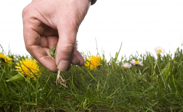 Lawn Weeding in Richardson