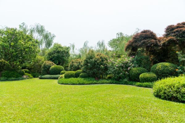Tree Landscaping in Richardson