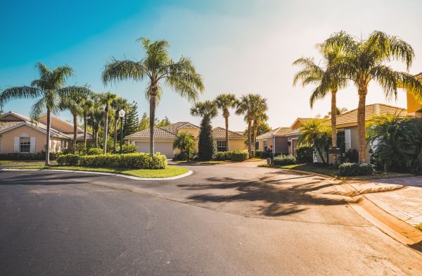 Palm Tree Landscaping in Richardson