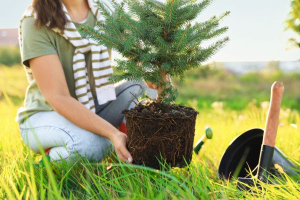 Spruce Tree Planting in Richardson
