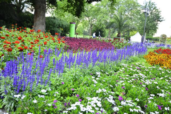 Perennials Planting in Richardson