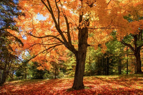 Maple Tree Planting in Richardson