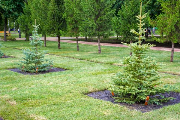 Privacy Trees Planting in Richardson