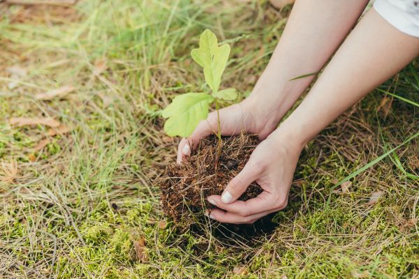 Oak Tree Planting in Richardson
