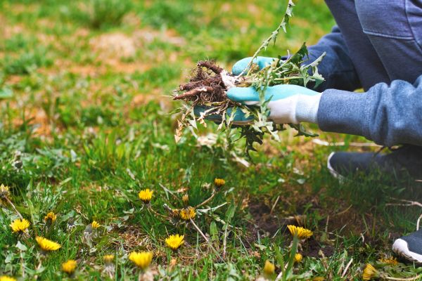 Flower Bed Clearing in Richardson
