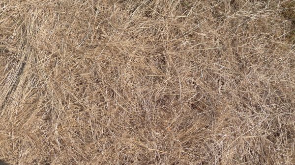 Pine Straw Replacement in Richardson