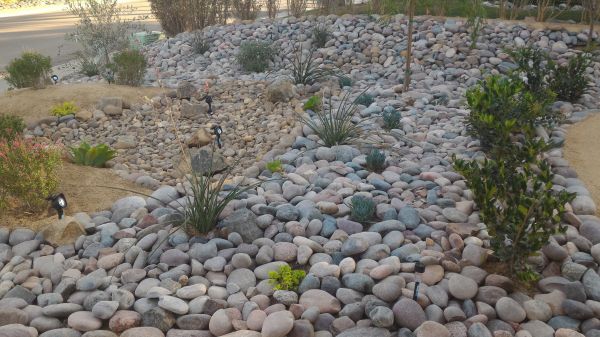 Yard Xeriscaping in Richardson