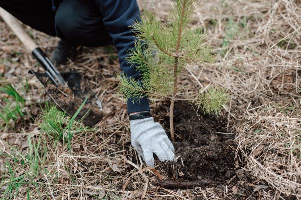 Pine Tree Planting in Richardson