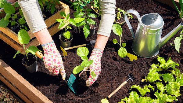 Garden Bed Installation in Richardson