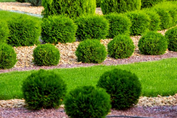 Bush Replacement in Richardson