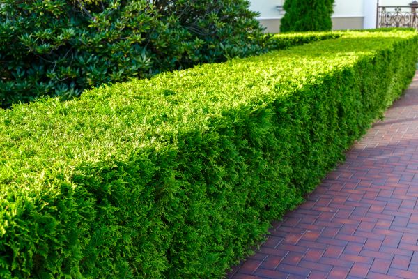 Hedge Installation in Richardson