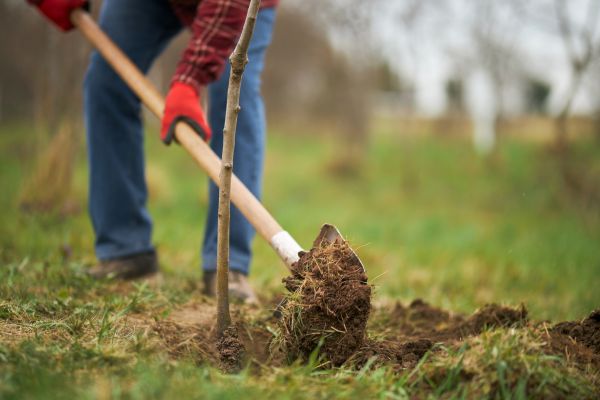 Trees Planting in Richardson