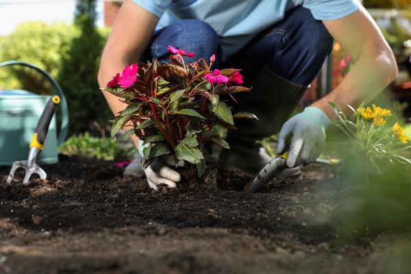 Plant Replacement in Richardson