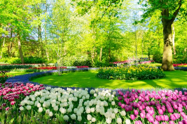 Flower Landscaping in Richardson