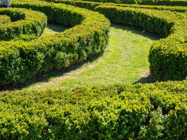 Bush Landscaping in Richardson