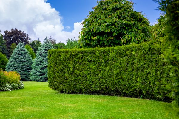 Hedge Landscaping in Richardson
