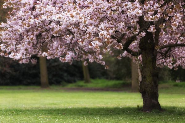 Cherry Tree Planting in Richardson