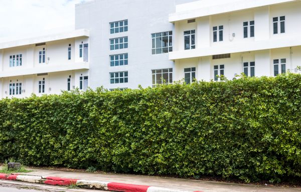 Privacy Landscaping in Richardson