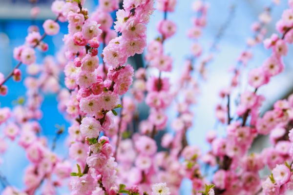 Japanese Cherry Tree Planting in Richardson
