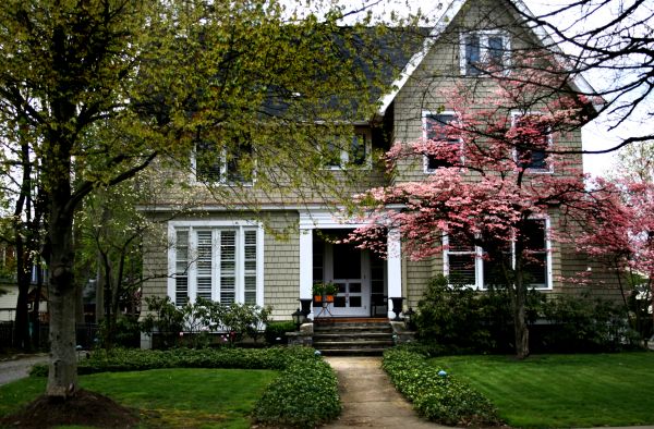 Ornamental Tree Planting in Richardson