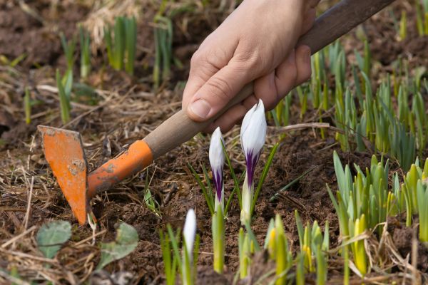 Flower Garden Weeding in Richardson