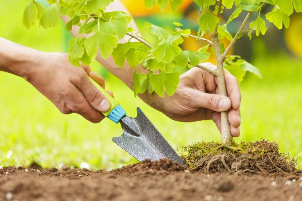 Fruit Tree Planting in Richardson