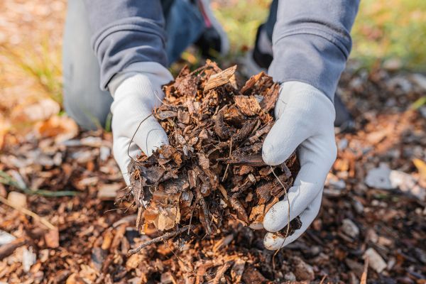 Shredded Mulch Installation in Richardson