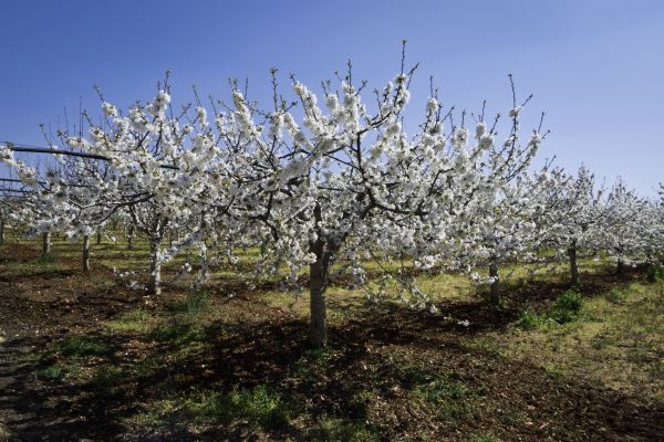 Orchard Planting in Richardson