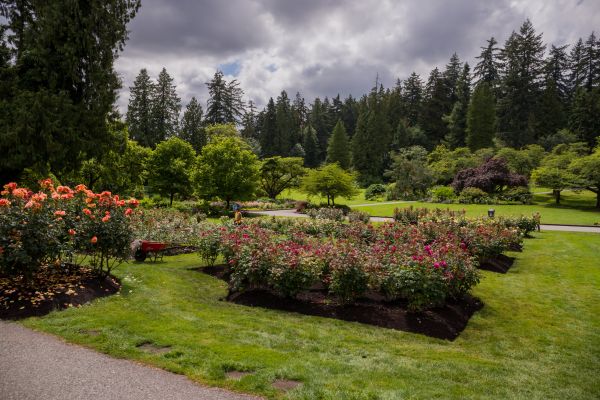 Flower Garden Landscaping in Richardson