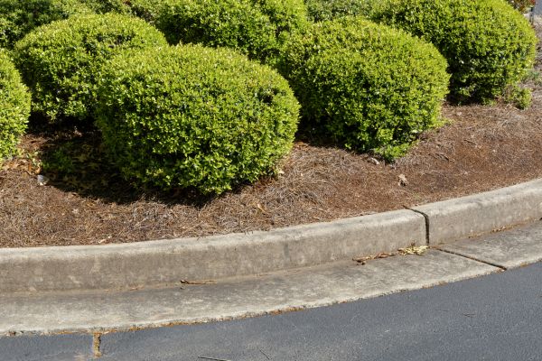 Pine Mulch Installation in Richardson