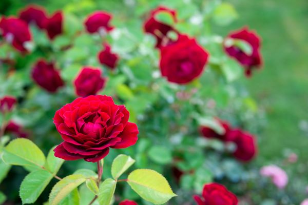 Rose Planting in Richardson